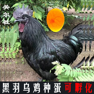 黑羽乌鸡种蛋可孵化黑凤乌骨鸡受精蛋快大型滋补型乌肉鸡蛋