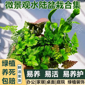 绿植盆栽蕨类微景观盆景发财树绿萝竹子室内迷你花卉土培水培植物