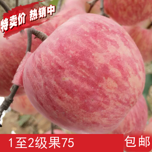 75#1-2级果 烟台红富士 新鲜水果 孕妇苹果 三级果75以上 红苹
