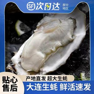 大连生蚝鲜活水产5斤10斤牡蛎海蛎新鲜带壳烧烤海鲜整箱顺丰包邮