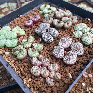 多肉植物 番杏科 肉锥 安珍 安贞 生石花 安贞群生一物一拍包邮