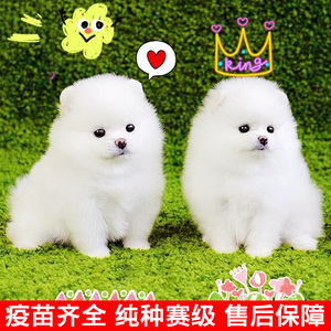 纯种博美幼犬成年犬长不大不咬人小白狗活的茶杯犬宠物尖嘴小型犬