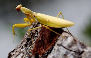 【黄金斧螳螂】黄金斧螳螂品牌,价格 - 阿里巴巴