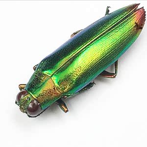 蝶语吉丁标本chrysochroa fulminans fulminans合欢吉丁 吉丁虫