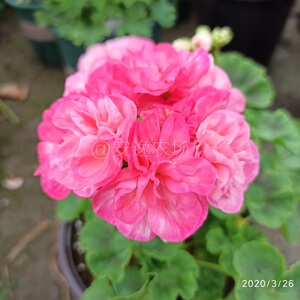 重彩安直立天竺葵盆栽重瓣阳台庭院四季开大花苗包邮新品实拍对版