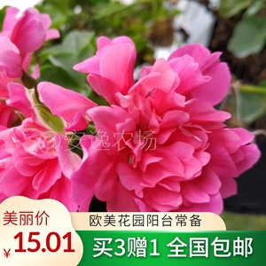 天竺葵粉红地图
