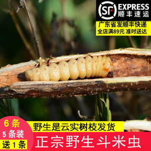 斗米虫野生云实蛀虫鸟不踏刺虫阎王刺虫5条现找带树枝活营养正品
