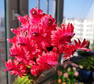 彩舞柱 黄金钮 仙人柱 美花仙人球