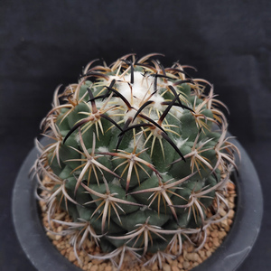 钢钉coryphantha tripugionacantha  9.14更新实生顶花仙人球