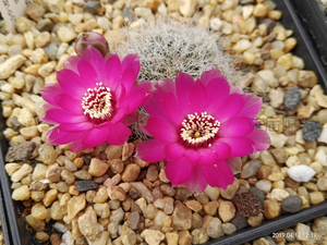 圣丽丝s hertusii, lh0691-cl-01  有沟宝山仙人球