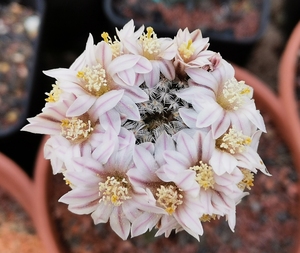 羽毛丸mammillaria sanchez-mejoradae  乳突球 实生仙人球