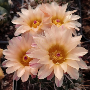 7更新 南国玉属 实生仙人球