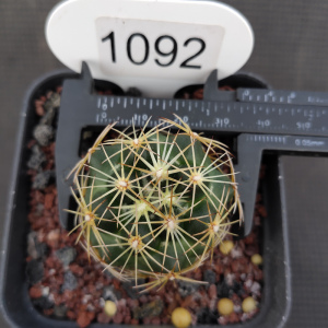 00冰雪129淘宝古镜丸仙人球尺寸约3-4厘米实生根顶花球属美刺球包邮