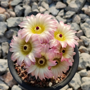 桃鬼丸 5.7更新 南国玉属  实生仙人球