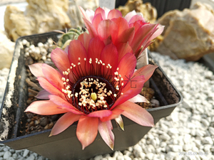 jajoana v.paucicostata r217丽花 仙人球