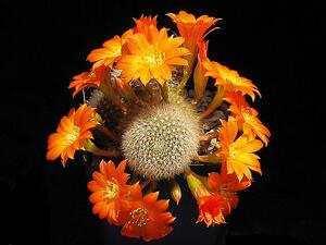 雪丽山rebutia muscula 1.5厘米 子孙球宝山 仙人球
