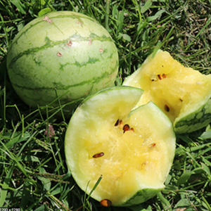 超甜早熟花皮黄壤黄小玉西瓜甜麒麟香瓜四季春季水果蔬菜种子籽孑