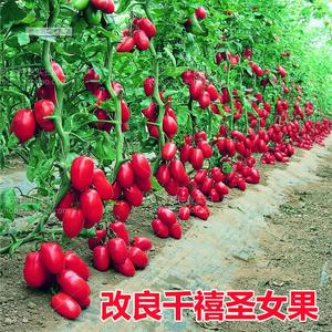 改良千禧瀑布番茄四季圣女果春季小西红柿种子籽苗季盆栽蔬菜种孑
