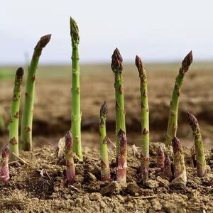 东北野生山芦笋种子种苗绿色山野菜盆栽南北方家庭种植四季易活