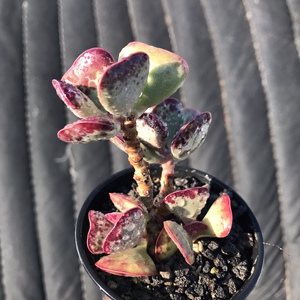 天锦章属多肉植物爱心水泡心形叶片厚叶萌肉精品办公室阳台控养