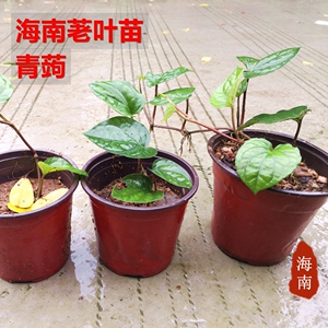 海南荖叶苗 生食槟榔伴侣带盆栽好 青蒟 非假蒌
