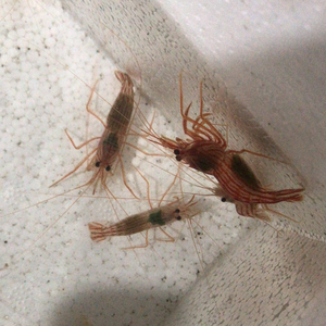 薄荷虾纯野生海洋捕捞海水珊瑚吃垃圾葵鬼手海兔包邮买5送1