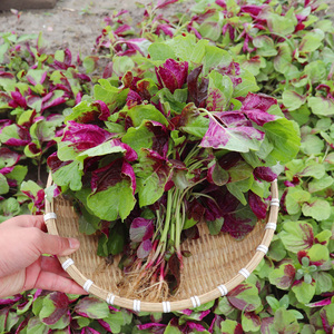 新鲜红苋菜湖北农家露天种植汉菜野赤苋菜雁来红时令蔬菜产地直销