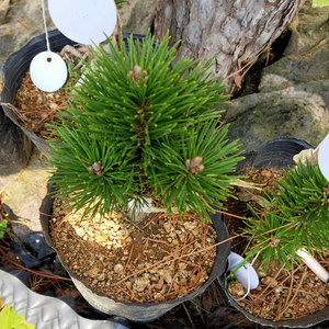 千寿丸黑松小苗