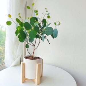 苹果尤加利叶室内可水培水养办公室桌面四季好养新鲜圆叶树苗盆栽