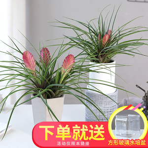 多头铁兰桌面可水培植物空气凤梨盆栽室内办公室四季好养开花绿植