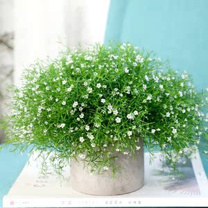 吉普赛满天星盆栽四季好养开花植物室内办公室桌面带花苞爆盆花卉