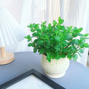 心森岚留兰香薄荷可食用桌面水培植物盆栽室内四季清香花卉绿植