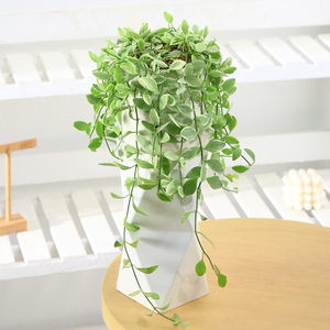 心森岚花叶金边翡翠吊兰植物爬藤垂吊绿植室内办公室藤蔓小盆栽