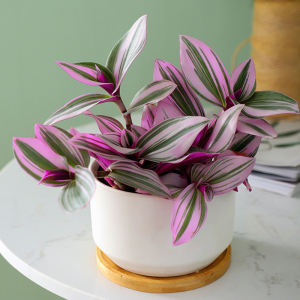 紫罗兰婚礼油画吊兰锦桌面多肉植物室内办公室花卉好养绿植盆栽