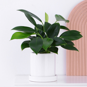 心森岚绿公主水培招财植物室内桌面办公室绿植好养大叶金钻盆栽