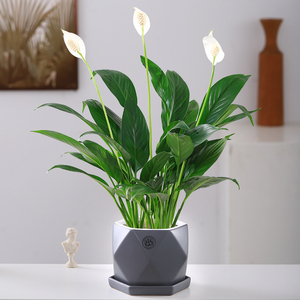 心森岚美酒白掌花卉一帆风顺绿植水培好养室内水养客厅植物盆栽