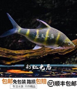 彩虹光唇 长鳍马口蹄鲃 光唇活体  观赏鱼 原生鱼  活体鱼苗 包活