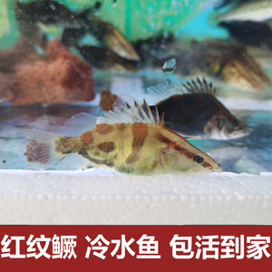 红纹鳜桂鱼广温鱼不加温凶猛红纹鳜活体鳜鱼观赏广东发货观赏鱼