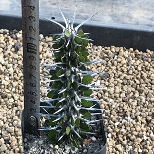 9036人付款淘宝植物员外 亚龙木 地狱魔针 龙树科仙人掌仙人柱绿植