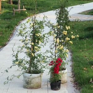 爬藤植物木香花苗浓香四季洛阳报春花葱兰玖瑰荷包牡丹海棠花试种
