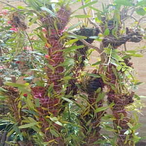 秒杀特价单叶石橄榄煲汤新鲜现采现发石仙桃石豆岩豆草药500g包邮