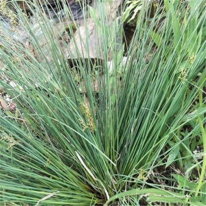 农悦种业农资淘宝灯心草野草苗子灯芯草新鲜灯草芯盆栽绿植药用易
