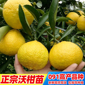 黄金贡柚苗春香桔柚优质嫁接高产甘甜柑桔苗现挖现发果苗基地苗