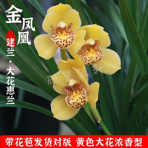 建兰金凤凰兰花苗金黄色大花惠兰带花苞浓香四季开花花卉盆栽绿植