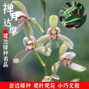 建兰禅月达摩兰花金边矮种小巧四季达摩爪边艺夏带花苞浓香勤花