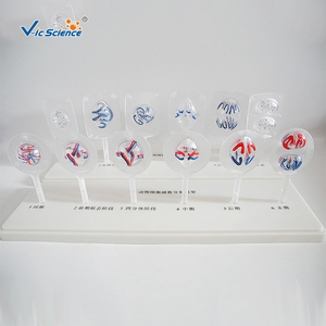 教具初中生物教学模型 动植物细胞有丝分裂 减数分裂模型