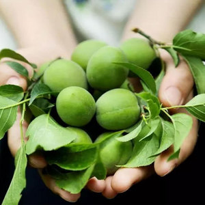 青梅果新鲜青梅子现摘云南高山泡梅子酒做孝素梅酸爽应季水果包邮