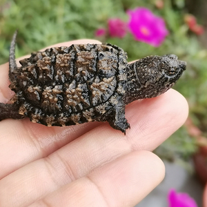 活的小鳄鱼苗鳄龟