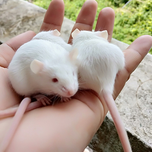 包活小白鼠繁殖组高校实验用小白鼠km昆明鼠乳鼠包邮包活送运输笼