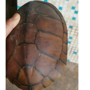 富甲天下龟壳背云文玩把件乌龟壳挂件摆件各种规格龟甲大乌龟壳